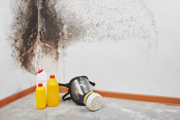 Best Attic Mold Remediation in Firebaugh, CA