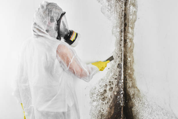 Best Bathroom Mold Remediation in Firebaugh, CA