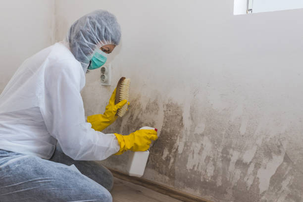Best Black Mold Remediation in Firebaugh, CA