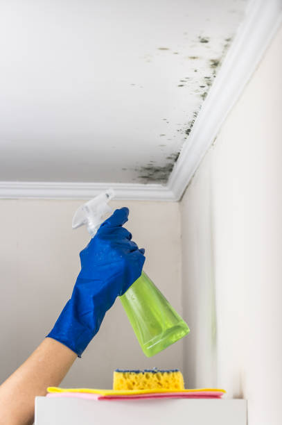 Best DIY Mold Remediation Support Services in Firebaugh, CA